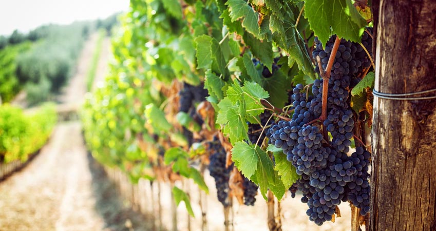 L'affacturage dans le secteur viticole et du vin?